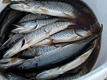 Мэр из ЯНАО наловила ведро рыбы