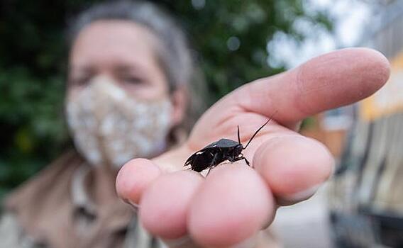 Как тюменцам избавиться от тараканов: цены и контакты