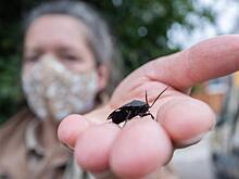 Как тюменцам избавиться от тараканов: цены и контакты