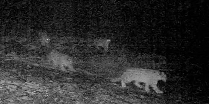 Снежный барс сразу с тремя детенышами попал в фотоловушку в российском парке