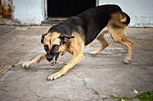Минсельхоз просит южноуральцев не прикармливать бродячих собак