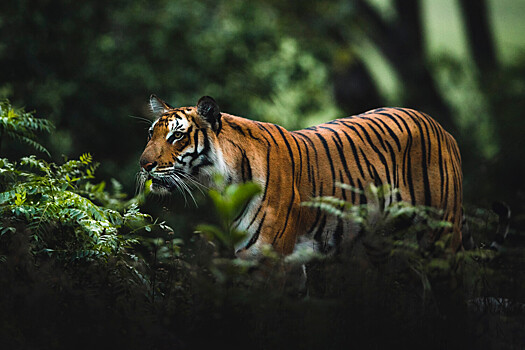 Ученые нашли на Яве шерсть тигра, считавшегося вымершим много лет назад