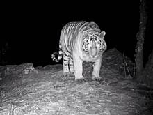 Полосатая кокетка вышла в ночи на прогулку и попала на видео в России