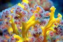 Вещество из кораллов может быть использовано для лечения рака