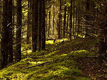 В Курской области восстановят почти 500 гектаров леса