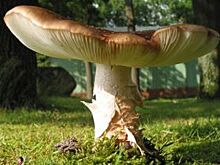 В лес – по разрешению. Нужно ли согласовывать с властями поход за грибами?