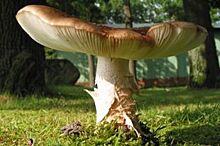 В лес – по разрешению. Нужно ли согласовывать с властями поход за грибами?