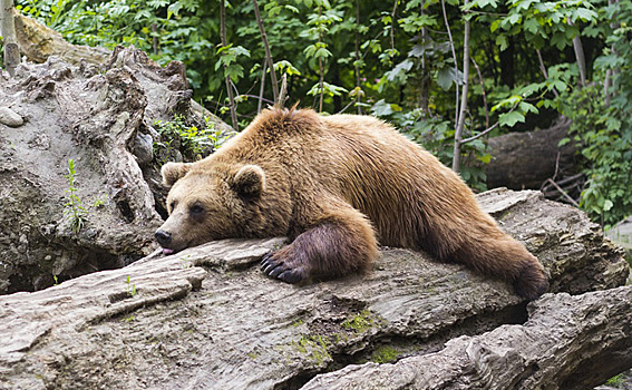 Не бояться медведей призывают жителей Барабинского района