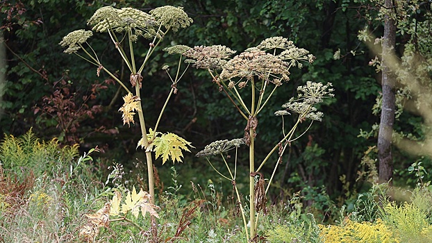 Врач дала простые советы при контакте с борщевиком