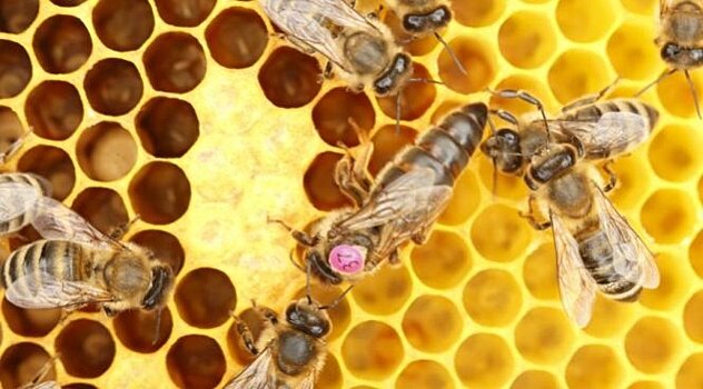 Пчелиный яд может быть лекарством от рака