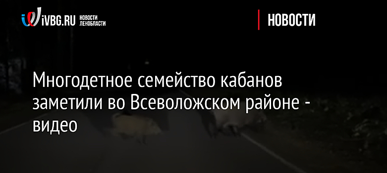 Многодетное семейство кабанов заметили во Всеволожском районе - видео