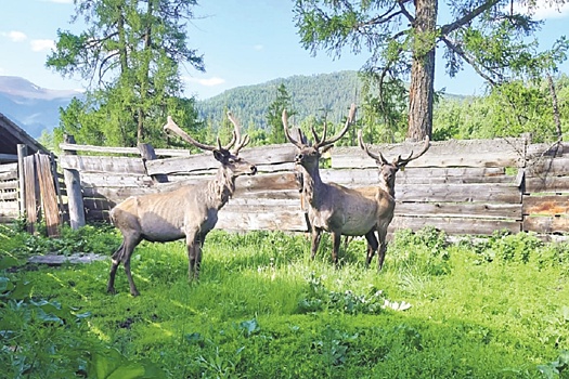 Мараловоды Алтая ждут открытия рынка КНР для российских пантов