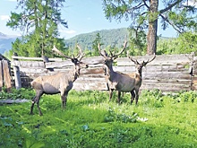 Мараловоды Алтая ждут открытия рынка КНР для российских пантов