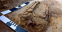 В Польше раскопали 400-летнюю могилу прикованного замком к земле ребенка-вампира
