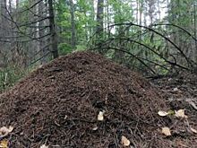 Лесной отшельник избил и утопил 60-летнего грибника из Верещагино