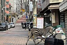 Зебра сбежала из зоопарка и три часа бродила по улицам