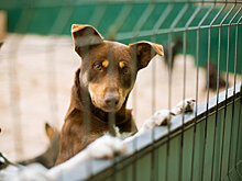 Сергунина: В Москве пройдет акция "В добрые руки" в поддержку животных из приютов