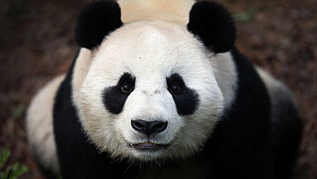 Торговые войны с Китаем угрожают пандам в Вашингтоне