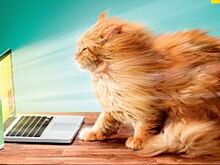 «Дом.ru» и «МегаФон» предложили «Успеть за интернетом»