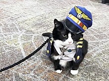 Аэропорт в Сан-Франциско взял на работу кота-психолога