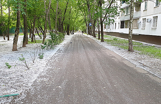 Жара, июль и проблемы пуха: в Свердловской области заговорили о замене тополей на другие деревья