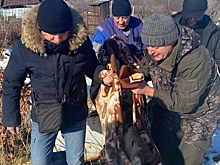 Нашли в огороде: стало известно, как в г. Сковородино спасали косулю