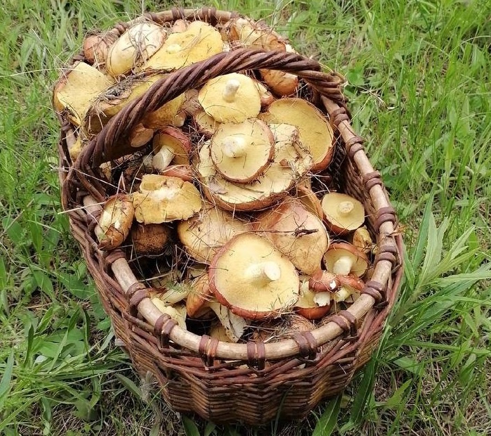 Маслята появились в лесах в Нижегородской области