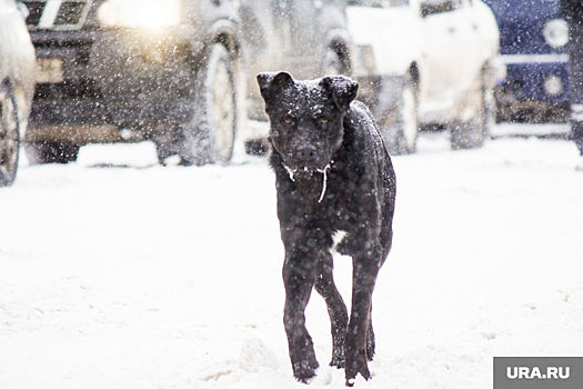 В Новом Уренгое бездомные собаки создают аварийные ситуации на дорогах