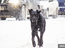 В Новом Уренгое бездомные собаки создают аварийные ситуации на дорогах