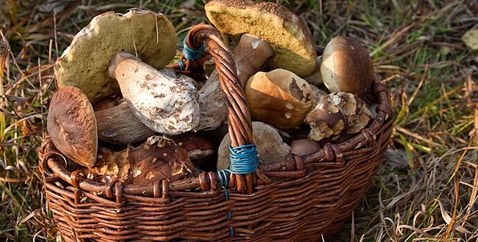 Роспотребнадзор рекомендовал собирать грибы только в плетеные корзины