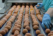 В регионе России правоохранителям отдадут результаты проверок производителей яиц