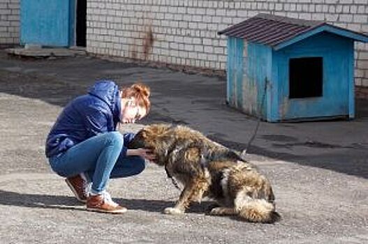 Жизнь собачья. Куда в Белгороде попадают бездомные животные