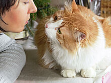 Путин запретил изымать питомцев у должников