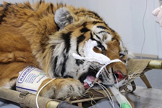 Конфликтного тигра из Хабаровского края вернули в дикую природу Приморья