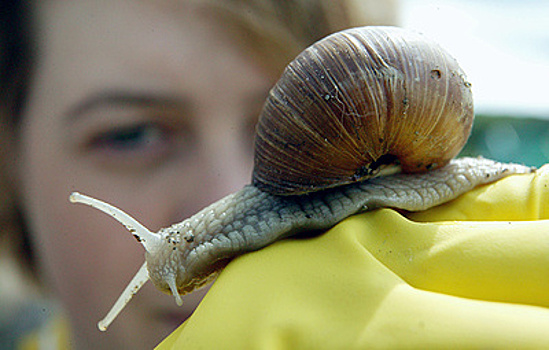 В России научились использовать ракушки для очистки воды от тяжелых металлов