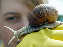 В России научились использовать ракушки для очистки воды от тяжелых металлов