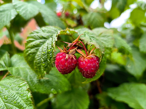 Советы агронома: как вырастить вкусную малину на садовом участке