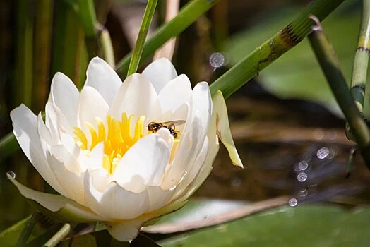 Цветение редких растений на зеленых территориях Москвы могут наблюдать горожане