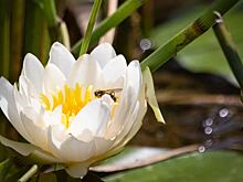 Цветение редких растений на зеленых территориях Москвы могут наблюдать горожане