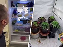 В Москве водитель показал гаишникам наркотики вместо удостоверения