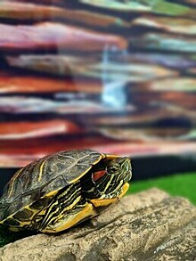 «Черепах приносят вёдрами»: почему нельзя выпускать домашних рептилий в открытые водоёмы