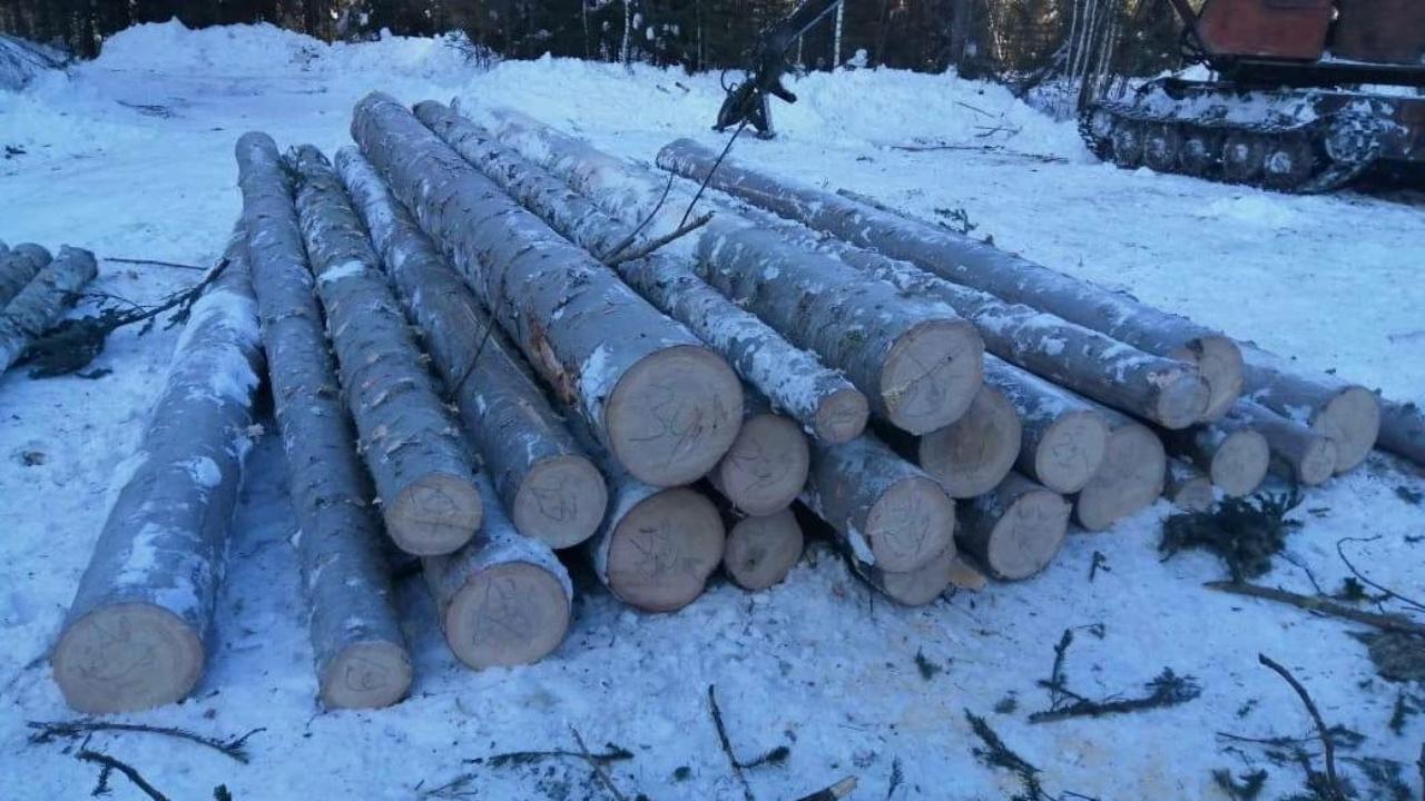 Красноярской полицией передано в суд уголовное дело о незаконной рубке леса на 3,9 млн рублей