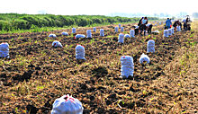 Агростартап в деле: кубанский картофель фермер продаёт всей России