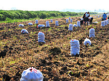 Агростартап в деле: кубанский картофель фермер продаёт всей России