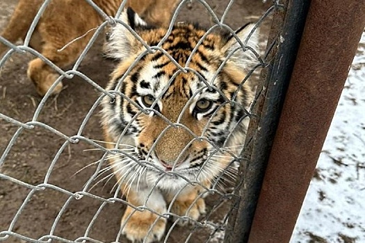 Тигрят, изъятых из природы в Хабаровском крае, отправят в Казань