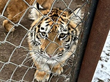 Тигрят, изъятых из природы в Хабаровском крае, отправят в Казань