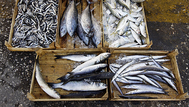 В ходе ВЭФ-2016 Россия и Китай договорятся о биржевой рыбной торговле