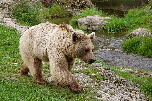 Павел Воля и Ляйсан Утяшева столкнулись с медведем на Камчатке