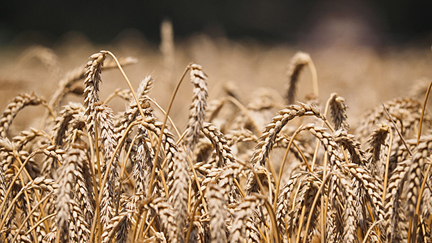 Агропромышленный комплекс Удмуртии получит более 2 млрд рублей в 2019 году