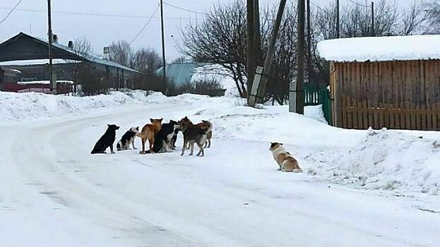          По улицам Верхошижемья уже неделю бегает стая собак       